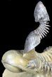 Flying Crotalocephalina & Paralejurus Trilobites #39083-2